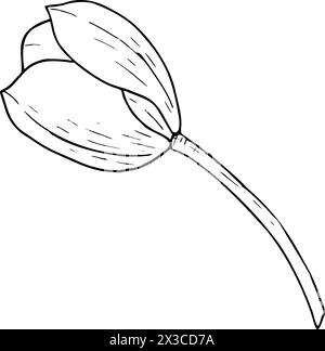 Illustration vectorielle de fleurs de tulipe. Dessin graphique de contour noir de tête d'ampoule. Carte de voeux en fleurs botaniques. Contour de ligne d'encre contour de silhouette Illustration de Vecteur