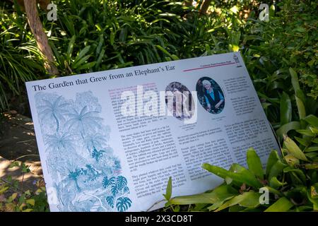 Lex et Ruby Graham Garden, un jardin secret de Sydney sur Cremorne point qui a commencé en 1959 avec un bulbe d'éléphant planté, Nouvelle-Galles du Sud, Australie Banque D'Images