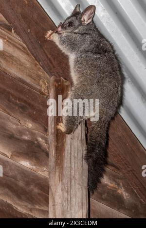 Opossum commun à queue de brousse (Trichosurus vulpecula dans un garage à Bickley, Peth Hill, Australie occidentale. Banque D'Images