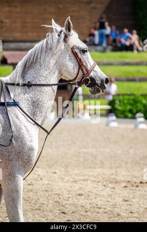 portrait de la tête d'un cheval pur-sang lors d'une compétition équestre Banque D'Images