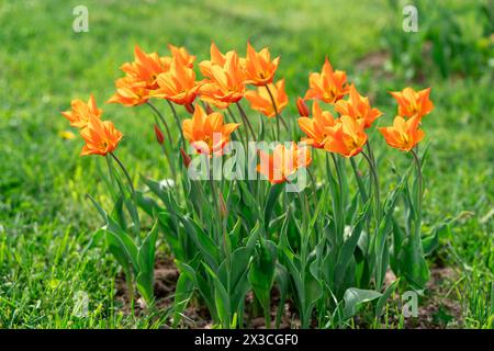 De belles tulipes oranges fleurissent dans le jardin de printemps. Mise au point sélective Banque D'Images