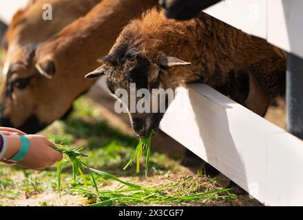 Un garçon nourrit une herbe de mouton camerounaise brune dans un zoo pour enfants. Soyez plus proche des animaux et de la nature. Gros plan Banque D'Images