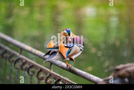 Un beau canard mandarin mâle se dresse sur une clôture près du lac. Gros plan. Nature et oiseaux sauvages Banque D'Images