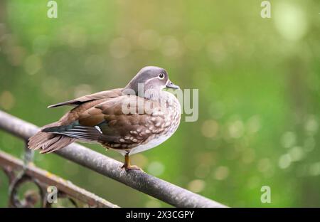 Une belle mandarine femelle brune se dresse sur une clôture près du lac. Gros plan. Nature et oiseaux sauvages Banque D'Images