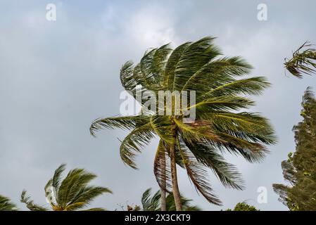 Les cocotiers (Cocos nucifera) se penchent en arrière dans des vents violents frappant les rives de Mission Beach dans l'extrême nord tropical du Queensland, en Australie Banque D'Images