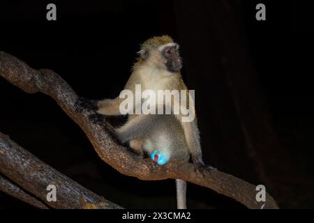 Singe Vervet mâle adulte singe Vervet Banque D'Images