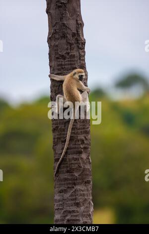 Singe vervet grimpant sur un tronc de palmier Banque D'Images