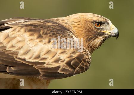 Mâle aigle botté en phase pâle dans une forêt méditerranéenne à la première lumière du jour Banque D'Images