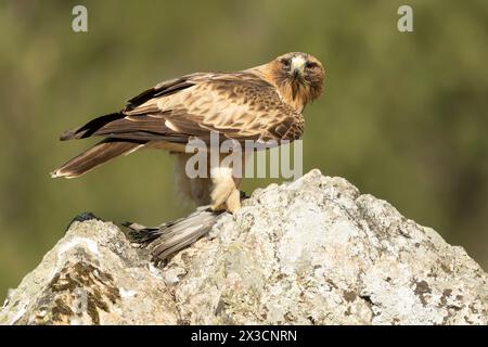 Mâle aigle botté en phase pâle dans une forêt méditerranéenne à la première lumière du jour Banque D'Images