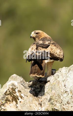 Mâle aigle botté en phase pâle dans une forêt méditerranéenne à la première lumière du jour Banque D'Images