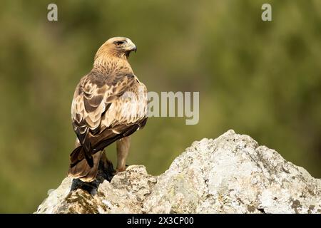 Mâle aigle botté en phase pâle dans une forêt méditerranéenne à la première lumière du jour Banque D'Images