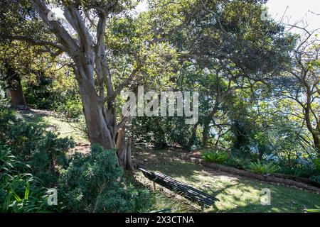 Lex et Ruby Graham Garden, un jardin secret de Sydney sur Cremorne point qui a commencé en 1959 avec un bulbe d'éléphant planté, Nouvelle-Galles du Sud, Australie Banque D'Images