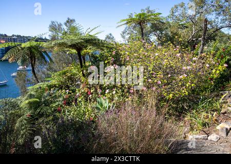 Lex et Ruby Graham Garden, un jardin secret de Sydney sur Cremorne point qui a commencé en 1959 avec un bulbe d'éléphant planté, Nouvelle-Galles du Sud, Australie Banque D'Images