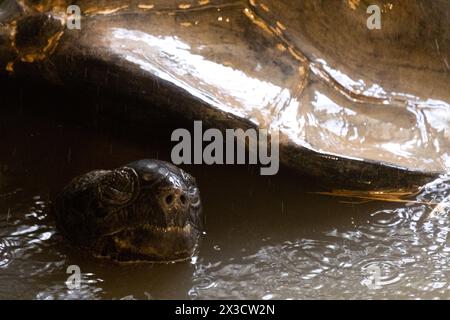 Aldabrachelys gigantea, la tortue géante Aldabra des Seychelles, une espèce de tortue terrestre de la famille des Testudinidae, au zoo Artis à Amsterdam dans le Nord Banque D'Images