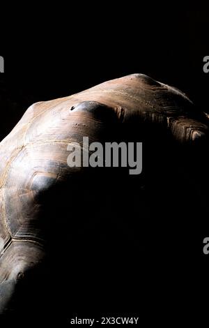 Coquille d'Aldabrachelys gigantea, tortue géante des Seychelles Aldabra, espèce de tortue terrestre de la famille des Testudinidae, au zoo Artis à Amsterdam Banque D'Images