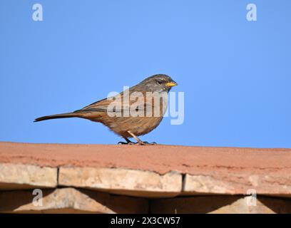 Maison Bunting - Emberiza sahari Banque D'Images