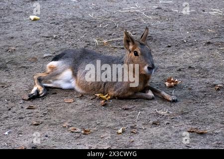 Dolichotis patagonum connu sous le nom de Mara, lièvre de Patagonie, lièvre de Pampas, au zoo Artis à Amsterdam, Hollande le 22 septembre 2022. Dolichotis patagonum connu Banque D'Images