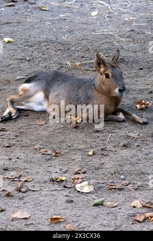 Dolichotis patagonum connu sous le nom de Mara, lièvre de Patagonie, lièvre de Pampas, au zoo Artis à Amsterdam, Hollande le 22 septembre 2022. Dolichotis patagonum connu Banque D'Images