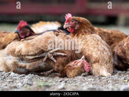 Poules en plein air dans une ferme prenant un bain de poussière au soleil. North Yorkshire, Royaume-Uni. Banque D'Images