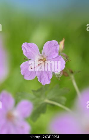 Rock Crane's-Bill - Géranium macrorrhizum Banque D'Images