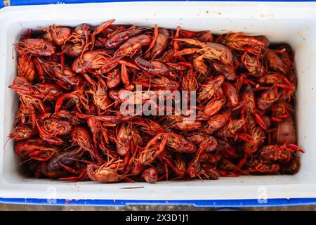 Une glacière de langoustes bouillies, prête pour un festin de fruits de mer Banque D'Images