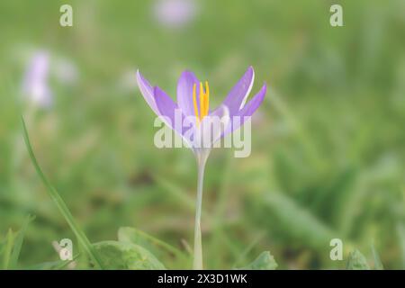 Un beau et délicat crocus unique émerge au printemps dans les jardins clos de West Dean Gardens. Banque D'Images