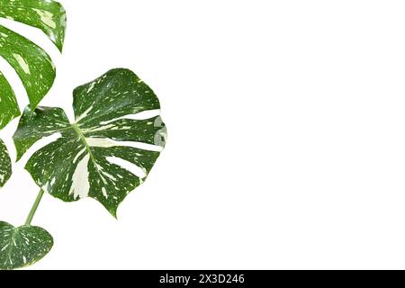 Feuilles de plante d'intérieur saupoudrée 'Monstera deliciosa Thai Constellation' avec fenestration sur le côté du fond blanc avec espace de copie Banque D'Images