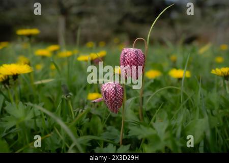 Fritillaria et pissenlits gaufrés dans l'air du printemps font une belle image colorée sous les arbres fruitiers de West Dean Gardens. Banque D'Images