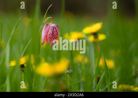 Fritillaria et pissenlits gaufrés dans l'air du printemps font une belle image colorée sous les arbres fruitiers de West Dean Gardens. Banque D'Images