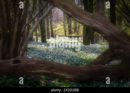 Fleurs d'ail sauvages en abondance avec une toile de fond de bluebells et de hêtres Banque D'Images