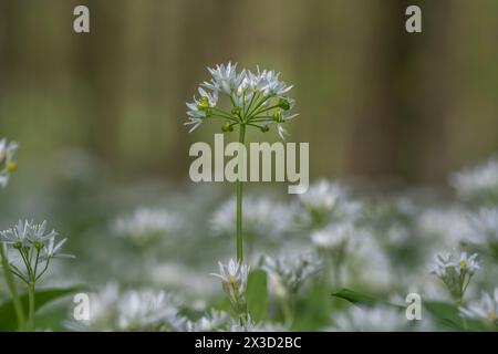 Fleurs d'ail sauvages en abondance avec une toile de fond de hêtres Banque D'Images