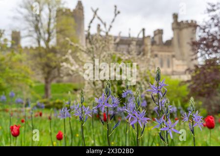 Les jardins du château d'Arundel pendant le festival annuel et très populaire des tulipes Banque D'Images