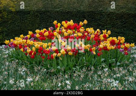 Les jardins du château d'Arundel pendant le festival annuel et très populaire des tulipes Banque D'Images