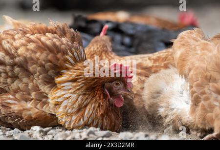 Poules en plein air dans une ferme prenant un bain de poussière au soleil. North Yorkshire, Royaume-Uni. Banque D'Images