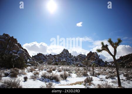 Joshua Tree et paysage rocheux vista Banque D'Images