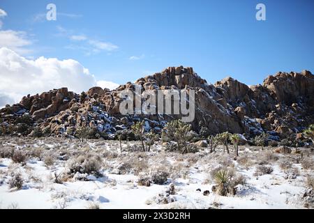 Majestueux Joshua Tree paysage rocheux Banque D'Images