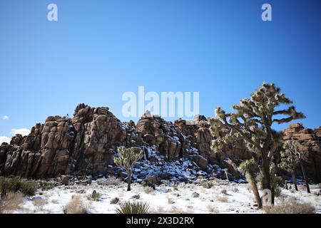 Rochers enneigés et arbres Joshua sous un ciel Azur Banque D'Images