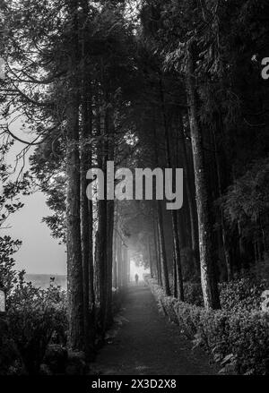 Une personne seule se promène le long d'un sentier bordé d'arbres brumeux, dans les îles des Açores Banque D'Images