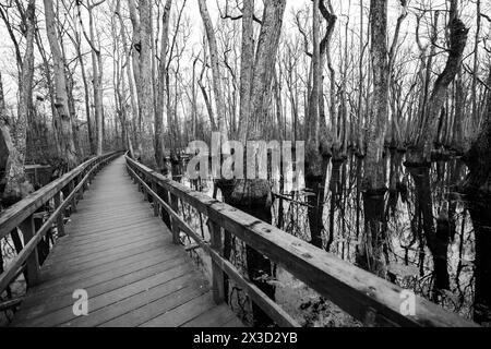 Promenade en bois à travers le marais de cyprès sur Natchez trace, Mississippi Banque D'Images