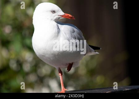 Les mouettes sont connues pour leurs plumes blanches et grises, leur bec fort et leurs pieds palmés. Banque D'Images