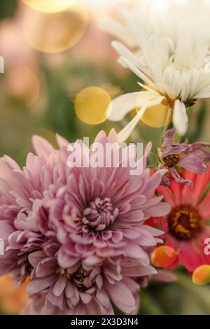 Chrysanthèmes violets avec des lumières bokeh chaudes Banque D'Images