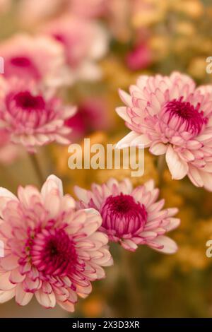 Chrysanthèmes roses luxuriants avec une douceur rêveuse Banque D'Images