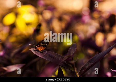 Papillon sur feuille violette avec bokeh clair doré Banque D'Images