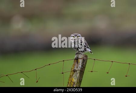 Little Owl (Athene noctua) perché sur un vieux poteau de clôture pendant la chasse, Wensleydale, North Yorkshire, Royaume-Uni. Banque D'Images
