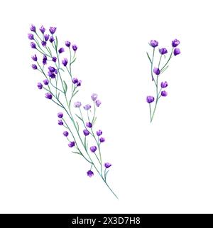 Fleurs violettes de prairie. Printemps, herbes d'été. Fleurs sauvages forestières. Plante en fleurs. Illustration botanique aquarelle de la verdure alpine. Elément simple Banque D'Images