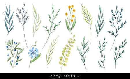 Fleurs sauvages et herbes. Ensemble de prairie, plantes de champ. Fleurs délicates et épillets. Branches de clip art floral. Illustration botanique à l'aquarelle Banque D'Images