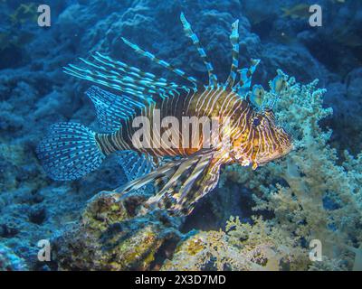 Rotfeuerfisch (Pterois volitans), Tauchplatz wrack der Dunraven, Rotes Meer, Ägypten Banque D'Images