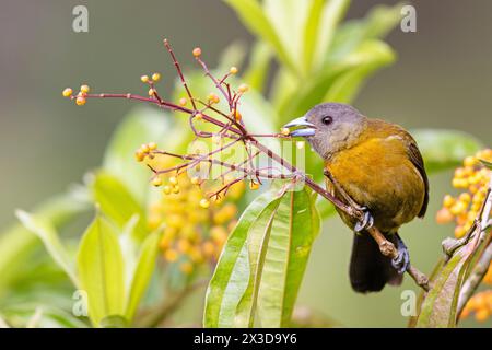 Tanager écarlate, tanager de Passerini (Ramphocelus passerinii), femelle mange des baies dans un arbuste de Miconia longifolia, Costa Rica, la Fortuna Banque D'Images