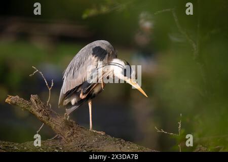 Kidderminster, Royaume-Uni. 26 avril 2024. Météo britannique : la faune locale bénéficie d'un peu de soleil tôt le matin dans les Midlands. Un héron gris sauvage se propage dans la lueur chaude de la lumière tôt le matin avant que l'épais nuage menace les Midlands pour le reste de la journée. Crédit : Lee Hudson/Alamy Live News Banque D'Images