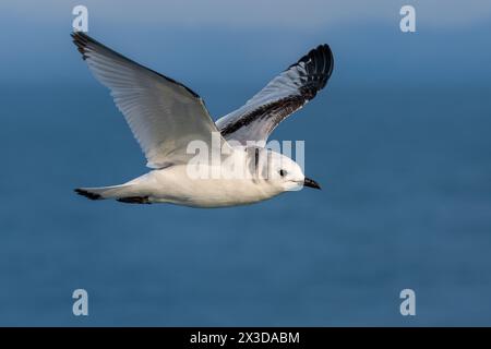 Kittiwake à pattes noires (Rissa tridactyla, Larus tridactyla), immature en vol, vue latérale, Italie, Toscane, Porto di Viareggio e mare antistante, Viar Banque D'Images